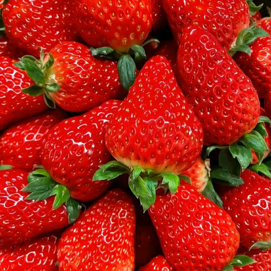 张2哥草莓原产地批发