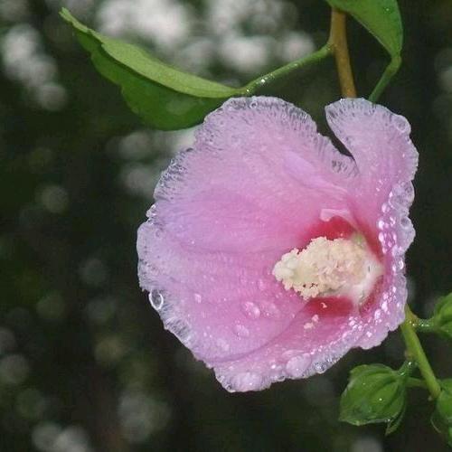 浅雨芙蓉