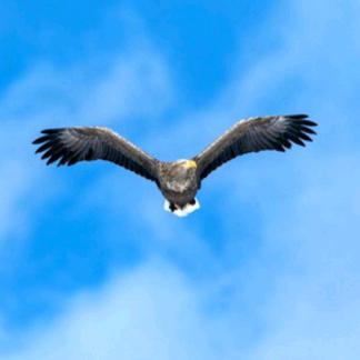 云上之鹰
