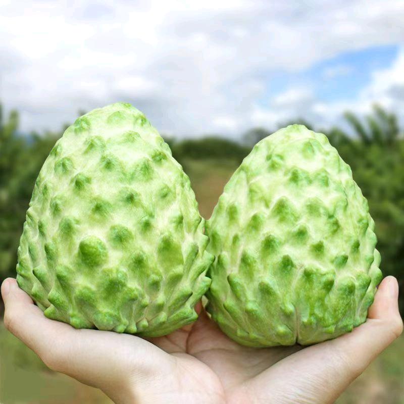 天子集（千亩花香释迦果基地-自有供应链）