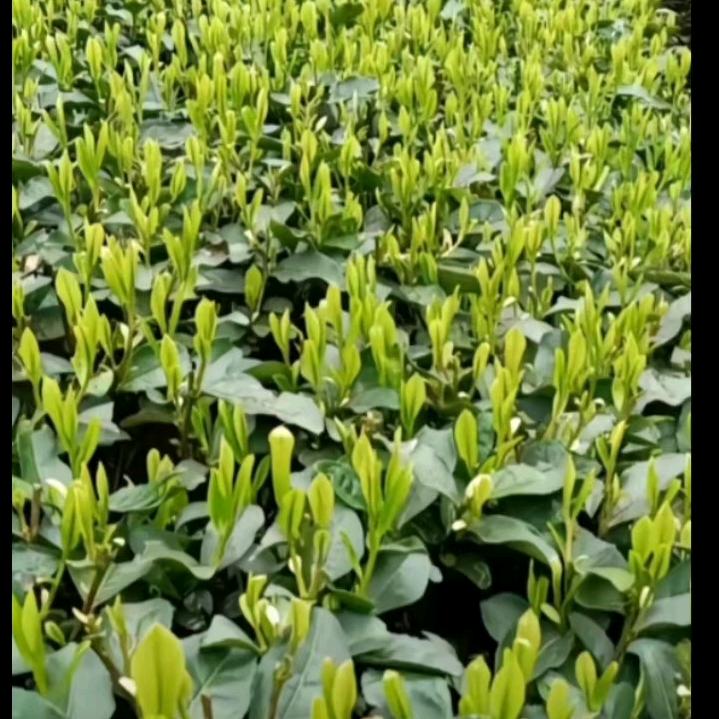 讨厌嫂子喜欢和小叔子视频