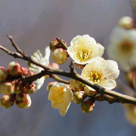 梅花🌺