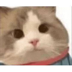东奇
