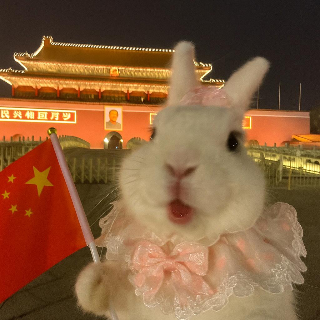 球球小乖兔