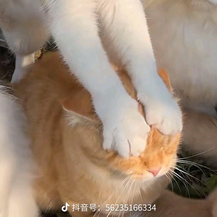 尼克胡尼克