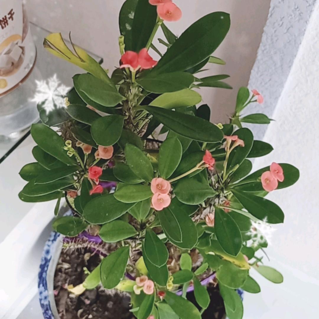 竹烨