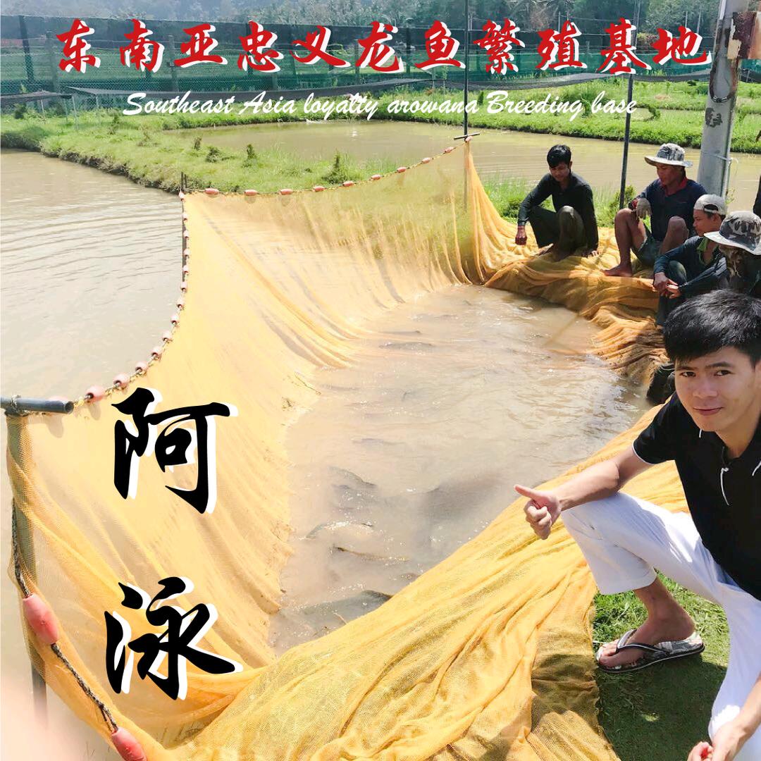 东南亚忠义龙鱼水族·阿泳