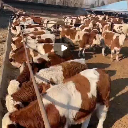 山西老梁肉牛养殖合作社。西门塔尔牛苗