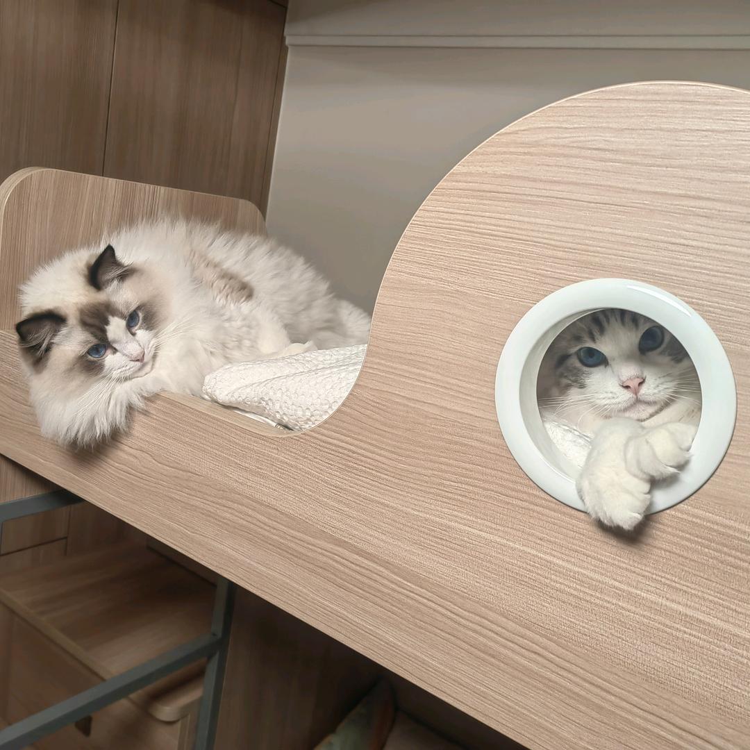 我家的猫叫茅台