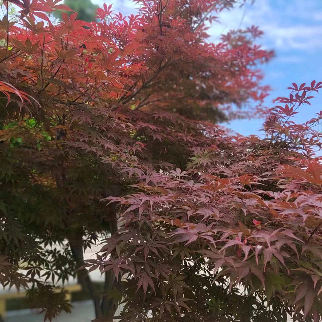 先天打工圣体