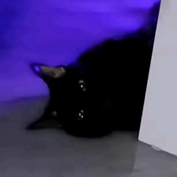 拟态