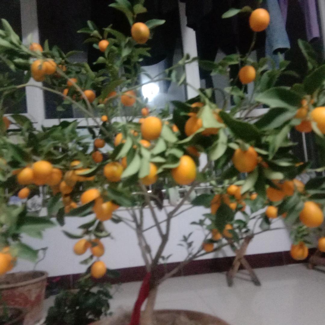经典回响80后