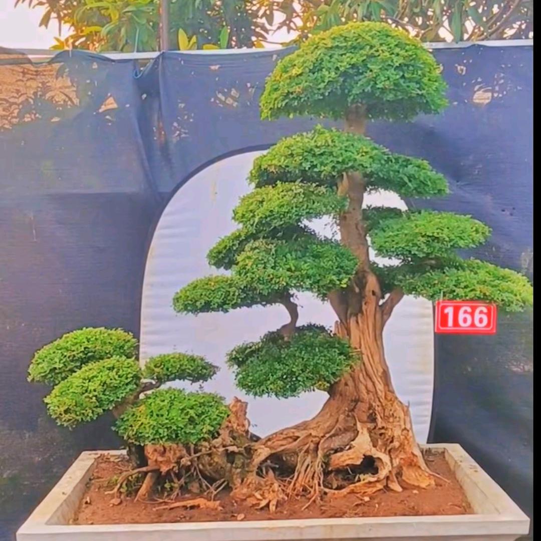 江苏臻宝楼园林