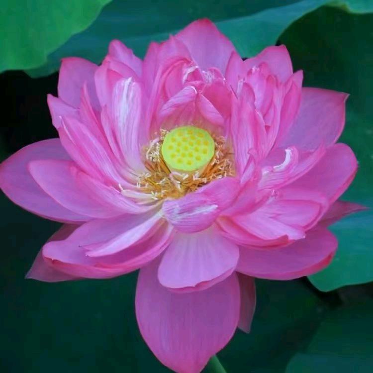美好