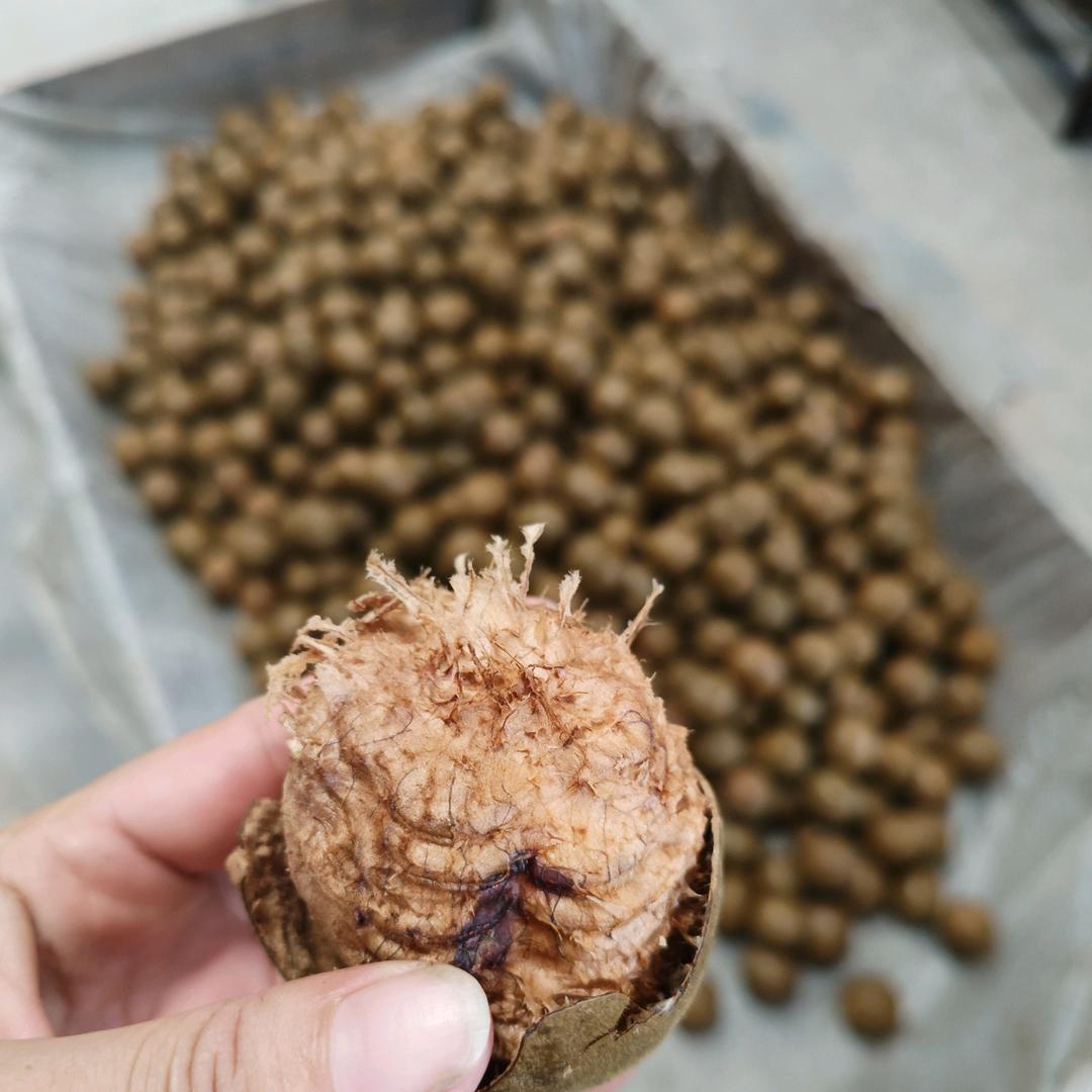 阳阳罗汉果