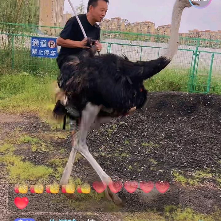 👩‍❤️‍👨神👩‍❤️‍👨