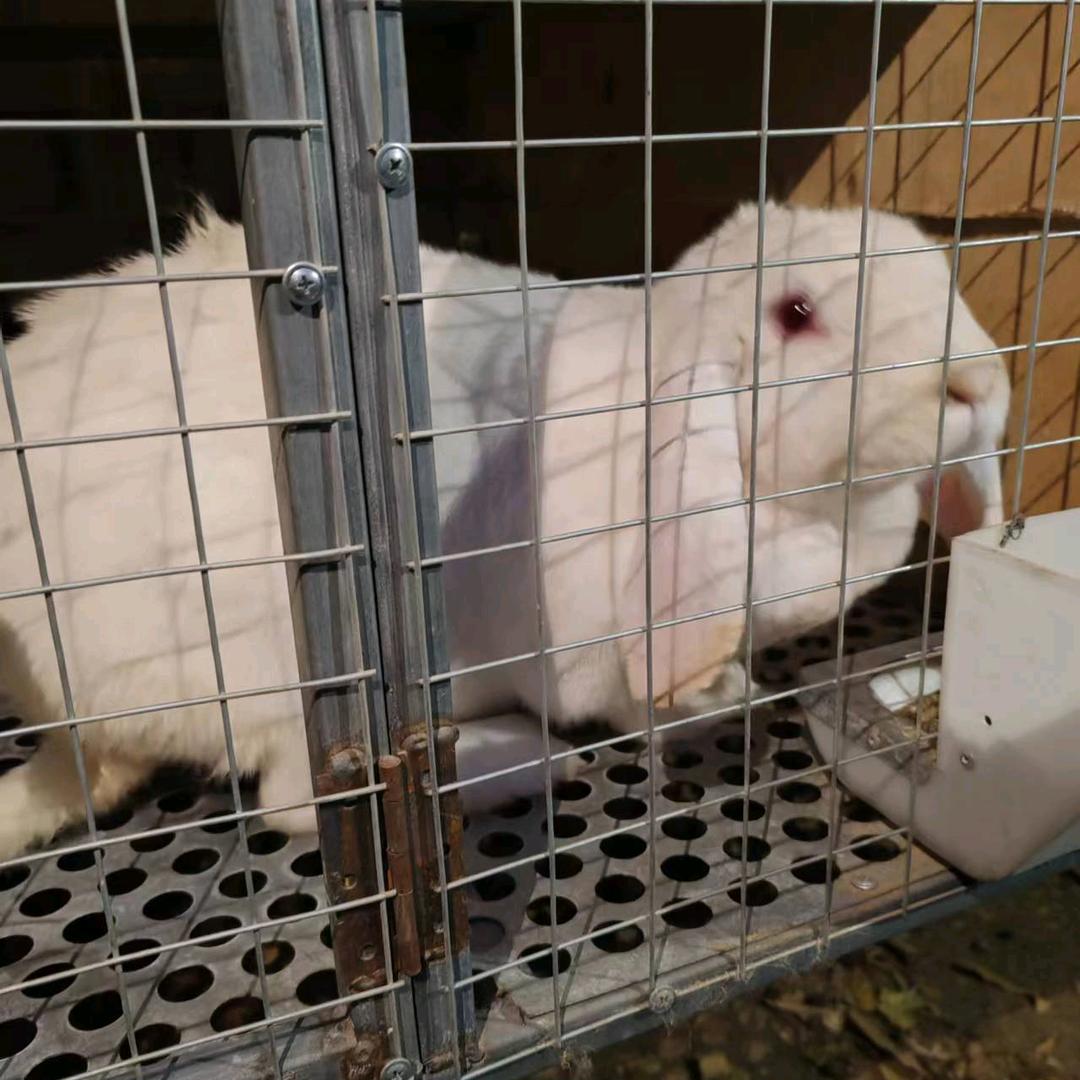 新疆公羊兔基地