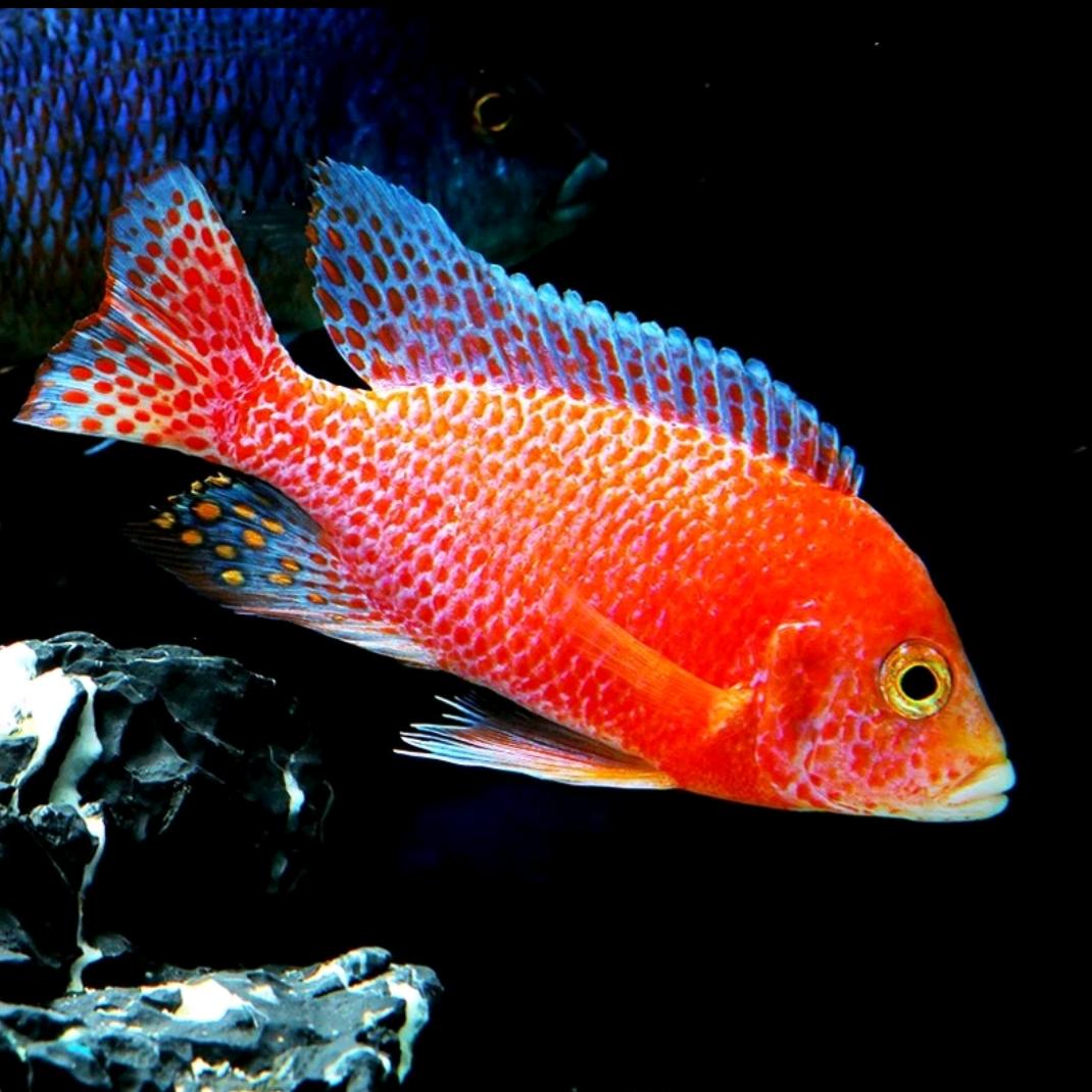 七禧水族馆