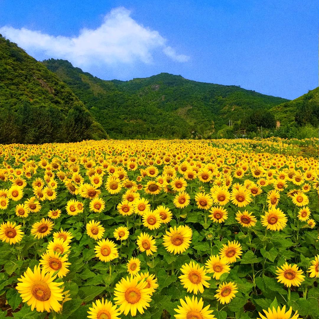 向日葵🌻🌻