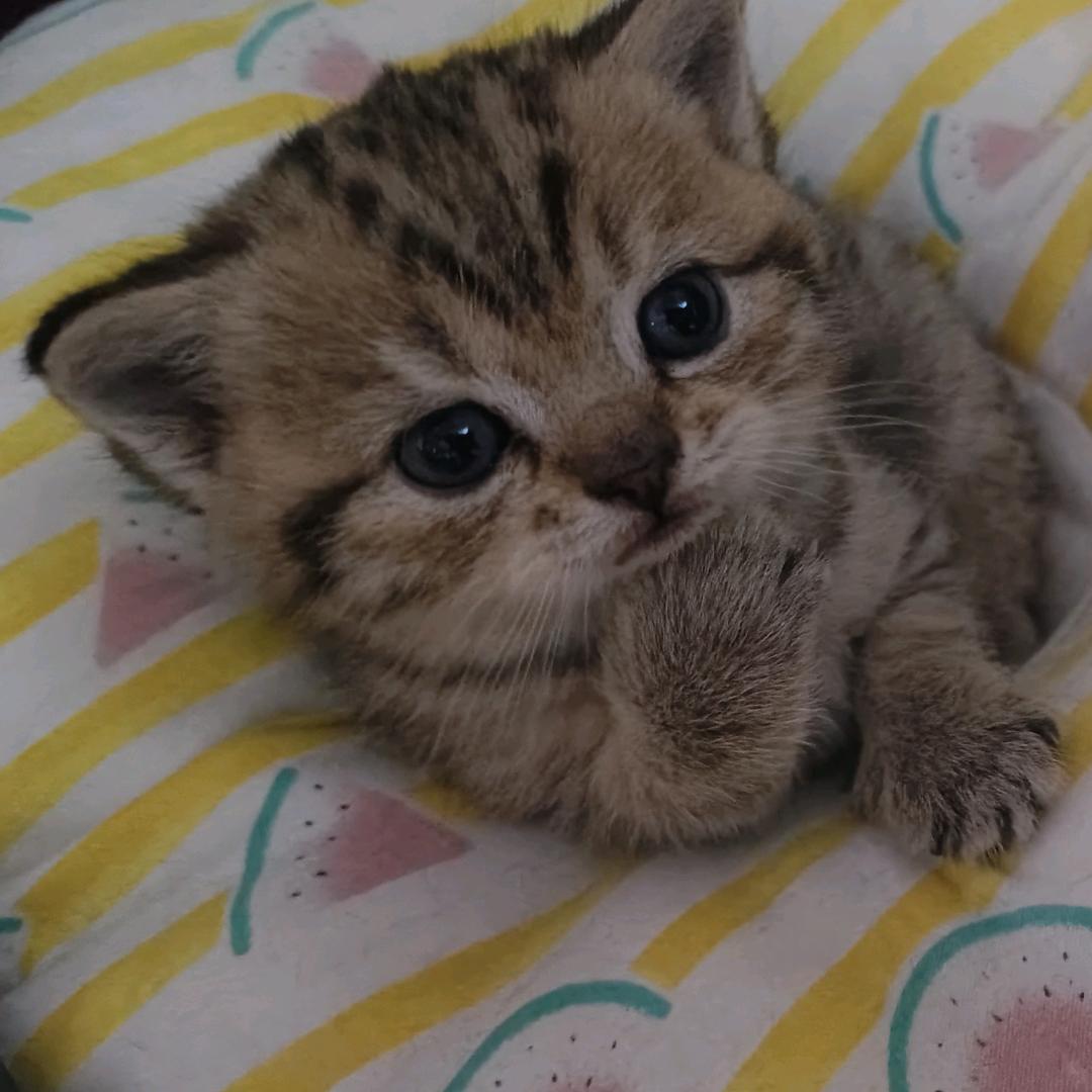 纳西瑟斯