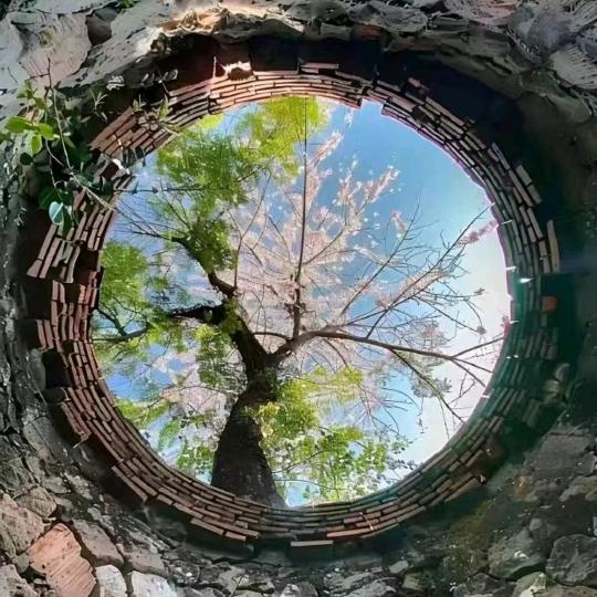 艺都华师