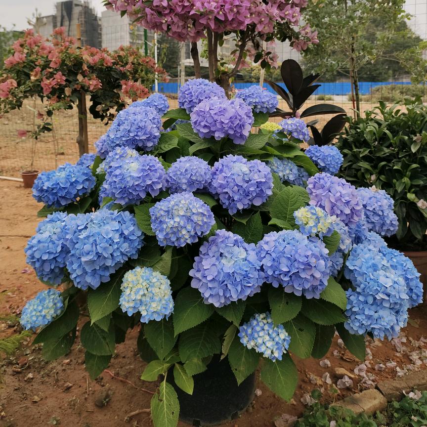 榴莲可乐