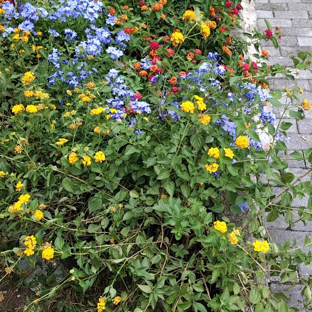 桂花飘香