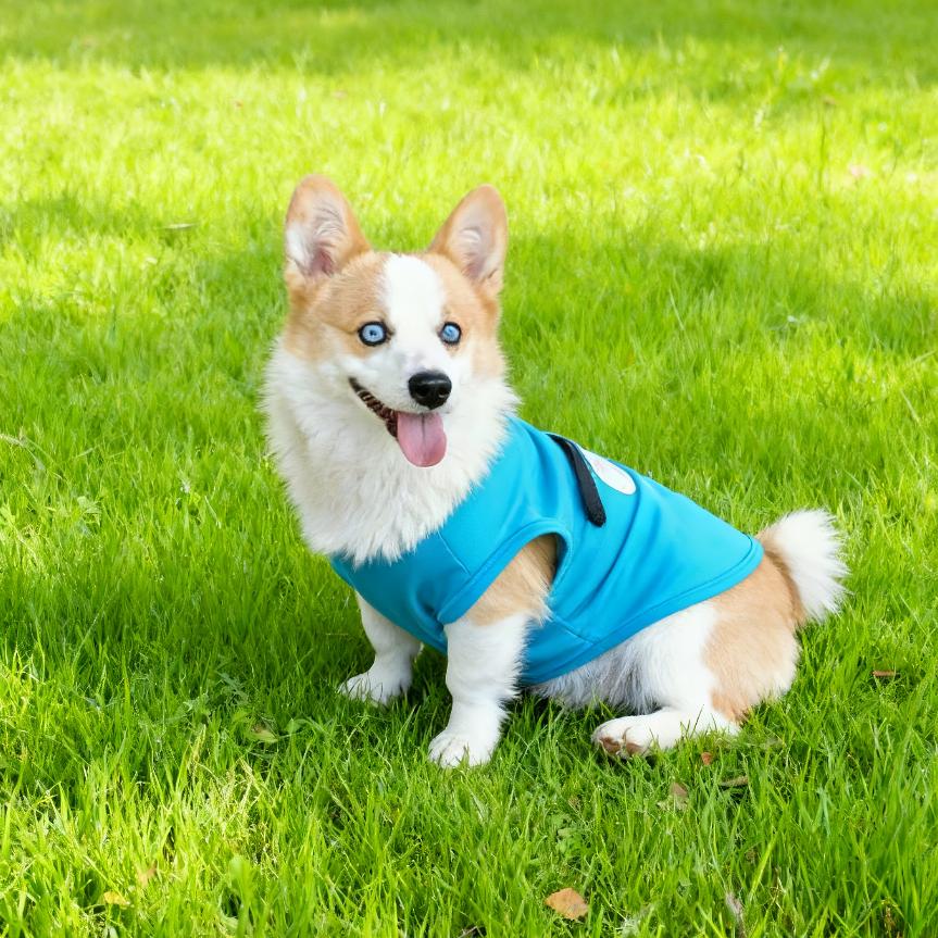 喜妞吖🐶