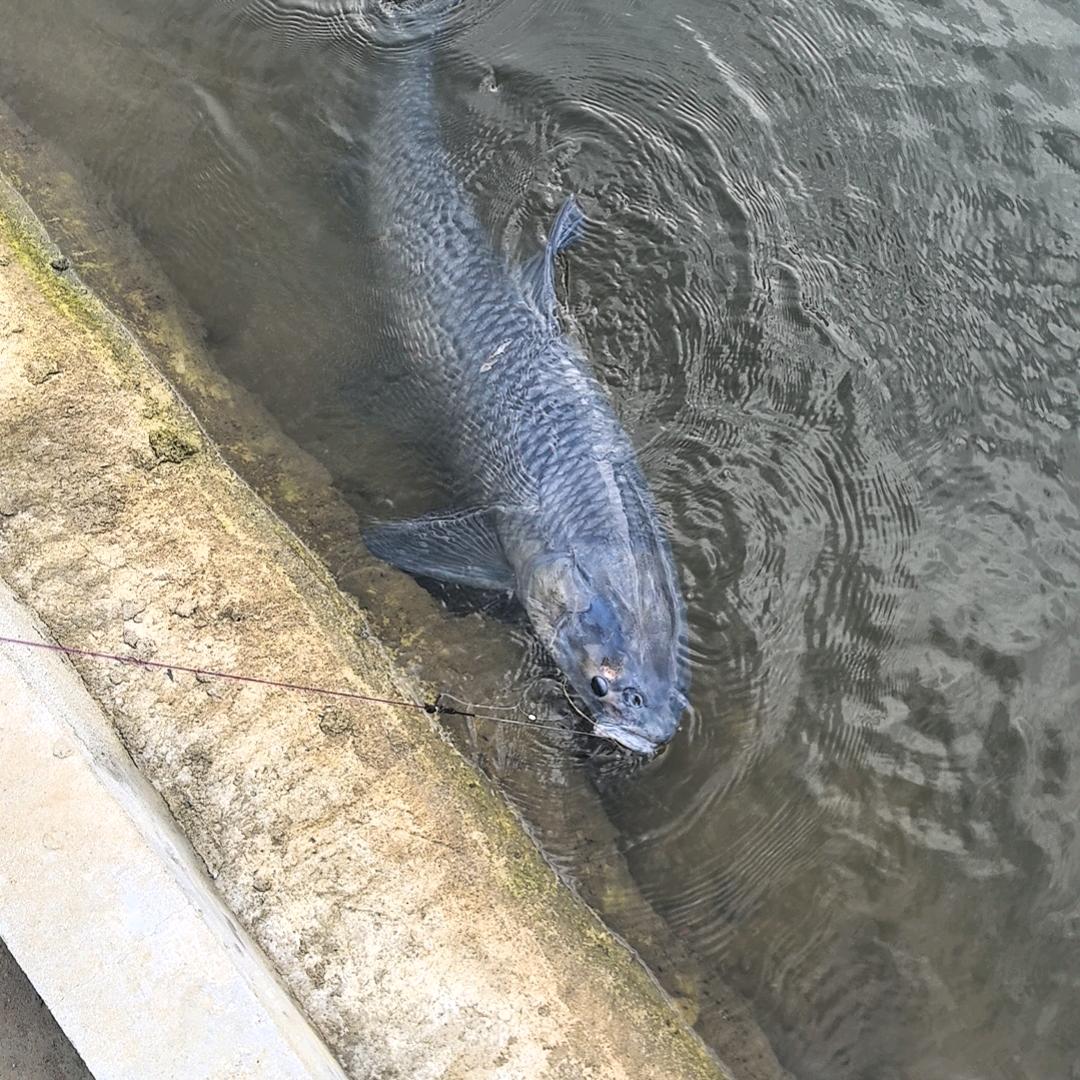 新桥大物-王教兽