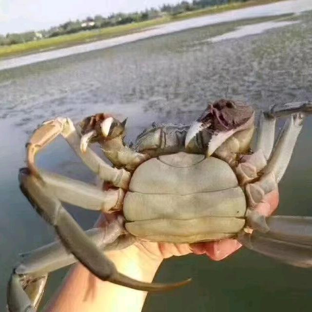 我是一个小螃蟹🦀🦀🦀🦀