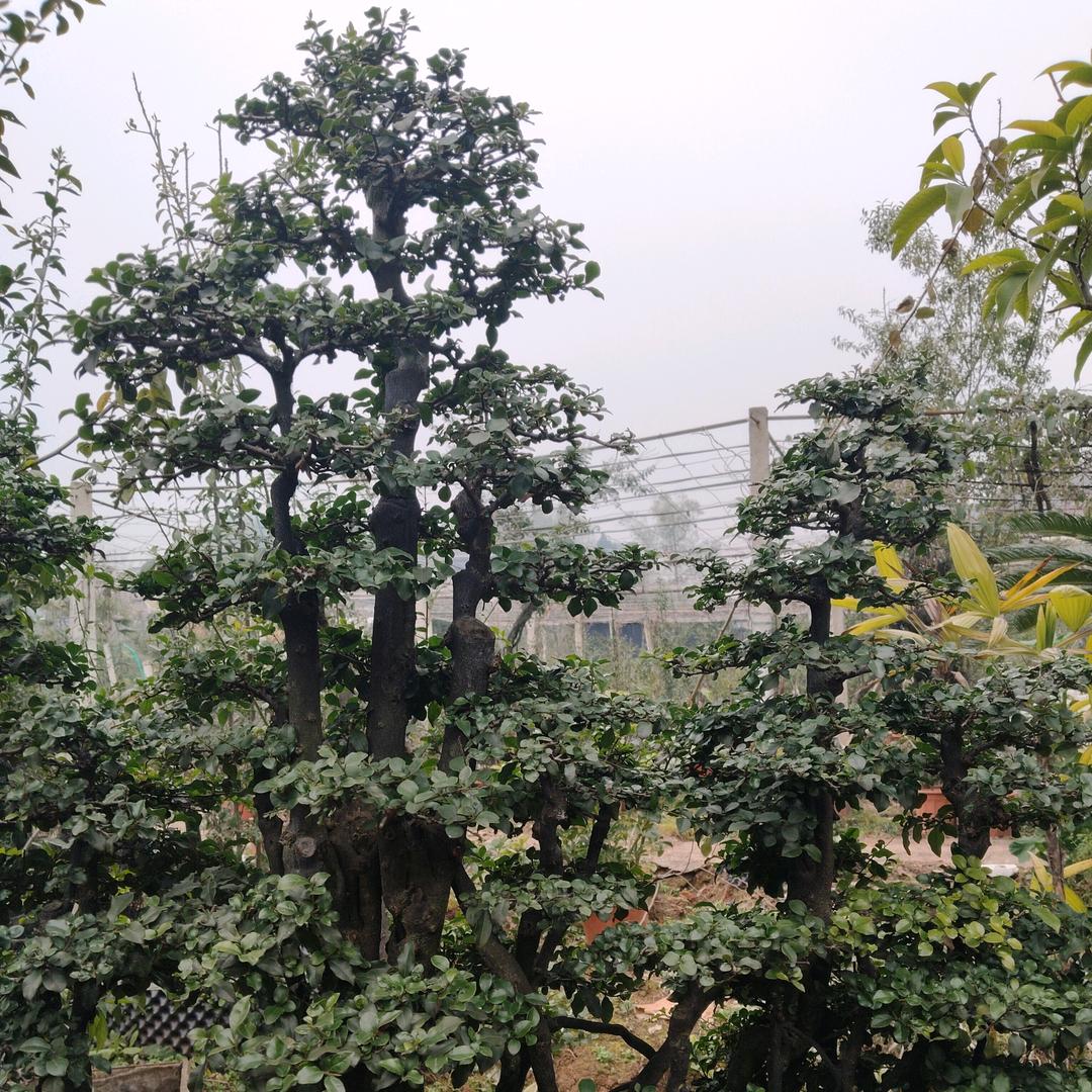 阳明江