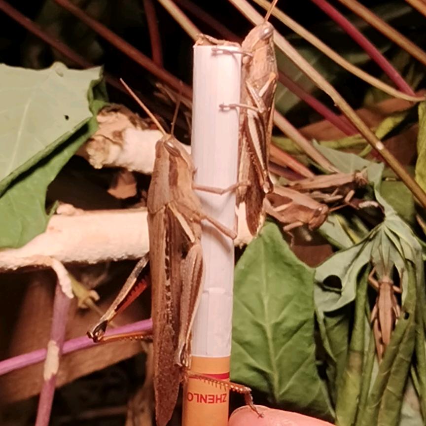 武宣质量王，町蜢，花腿，琴老，油炸蚂蚱