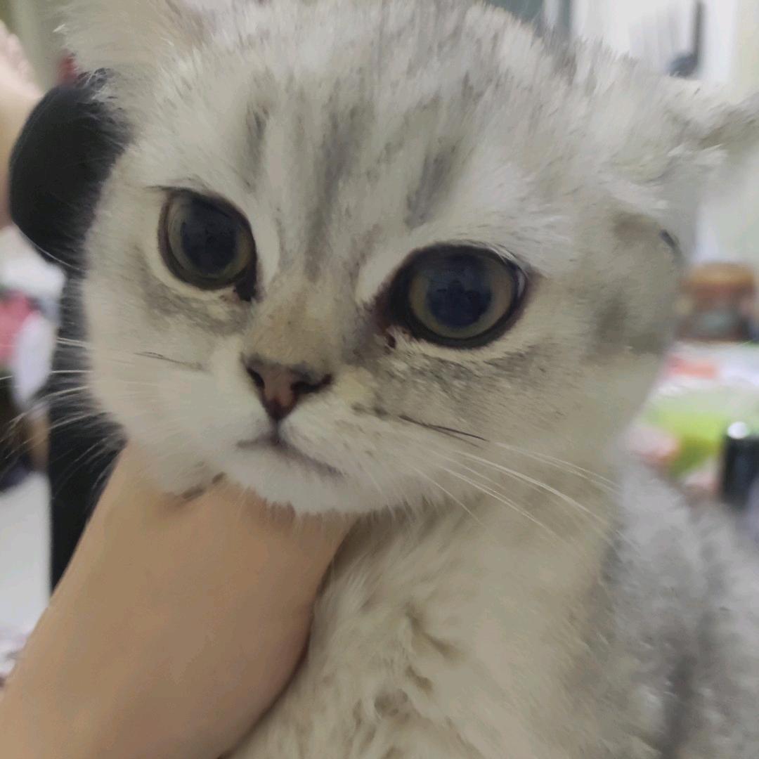 巴啦啦啦啦