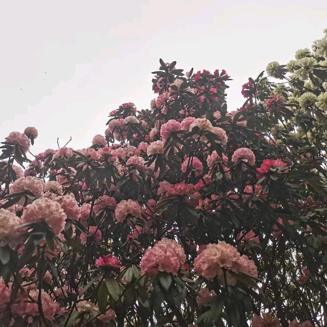 子意盆景庄园店