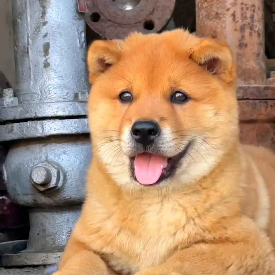 中华田园犬