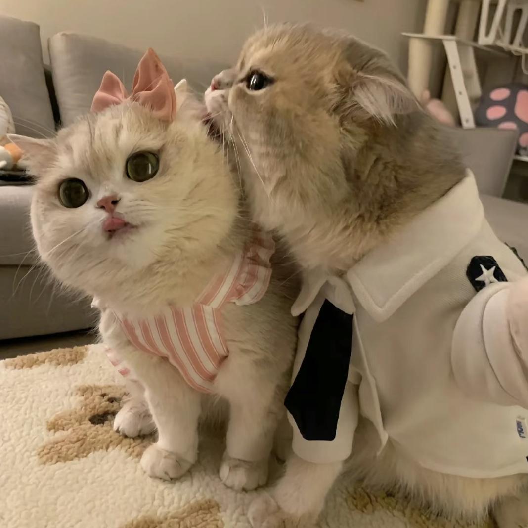 你梅柿⑧