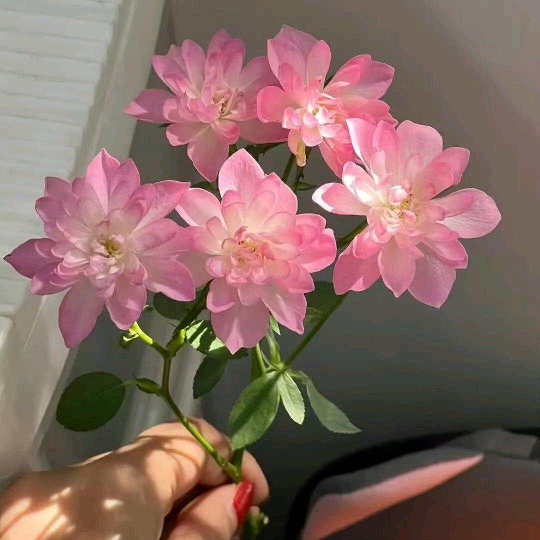 辽阳🇨🇳1V1各科🥇🥇