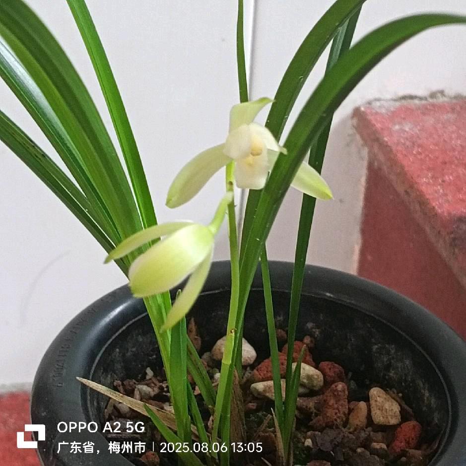 广东兰花