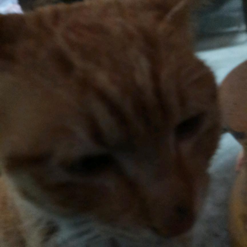 子弹豪杰