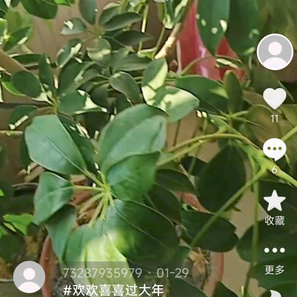 梅花