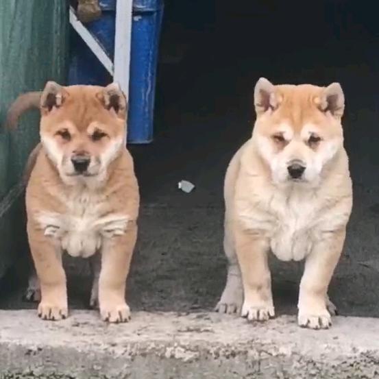 犬意犬舍