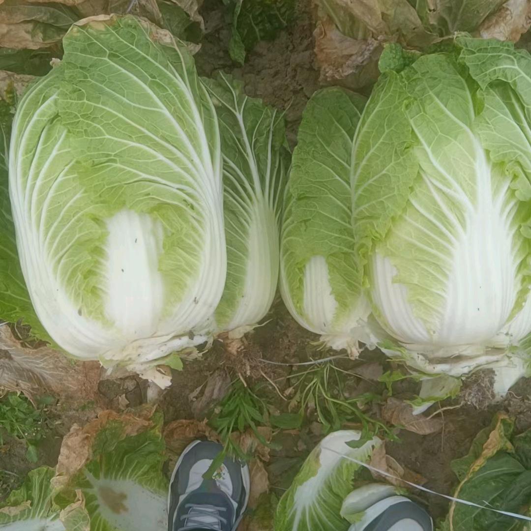 专业白菜