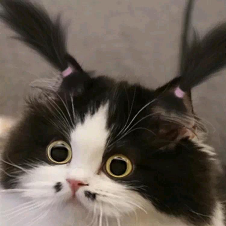 咩咩