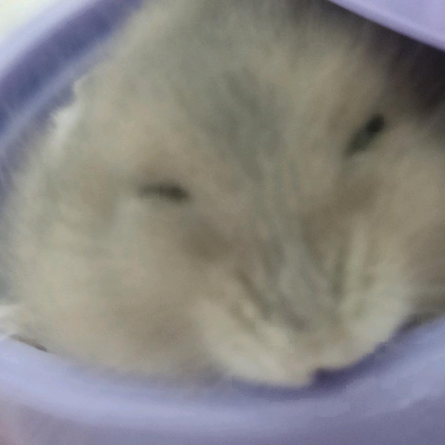 荔枝˄·͈༝·͈˄