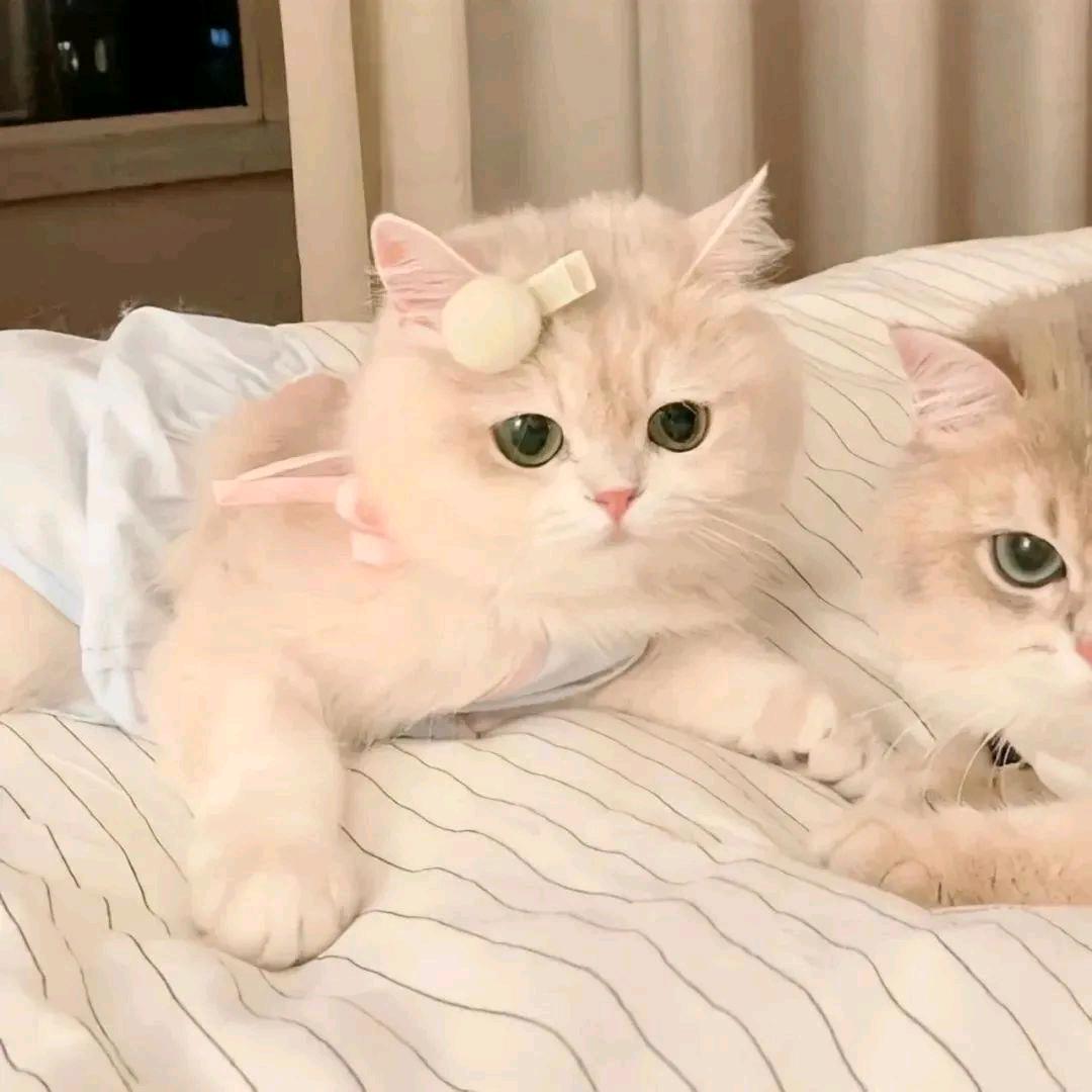 㔞悫
