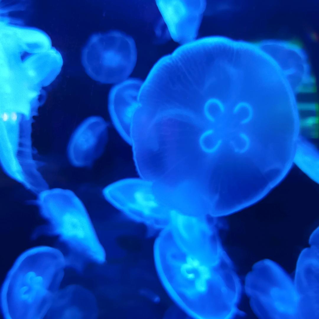 水族精灵
