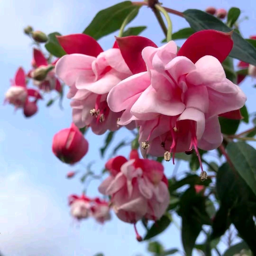 一支花