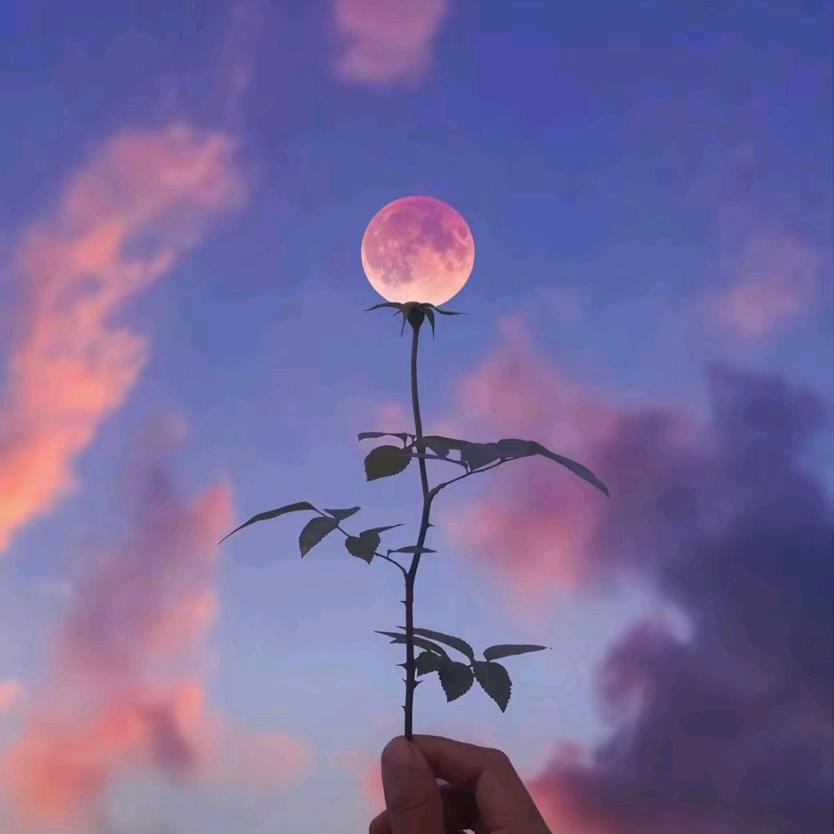 无风不起浪   ╭╯