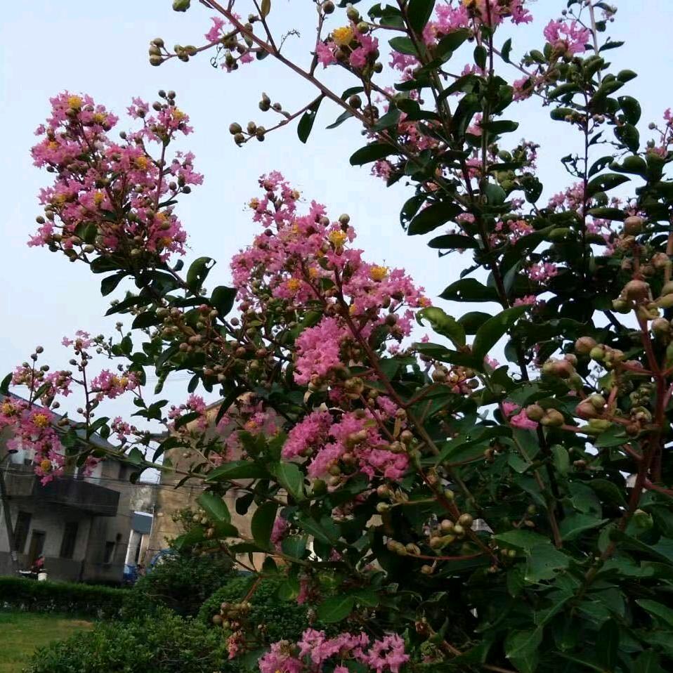枝繁叶茂