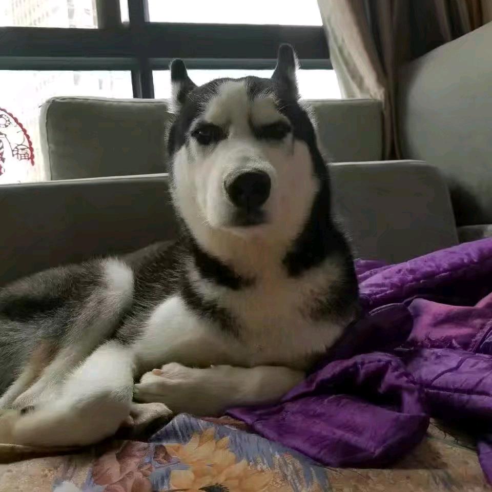 看你妹(三角洲行动)